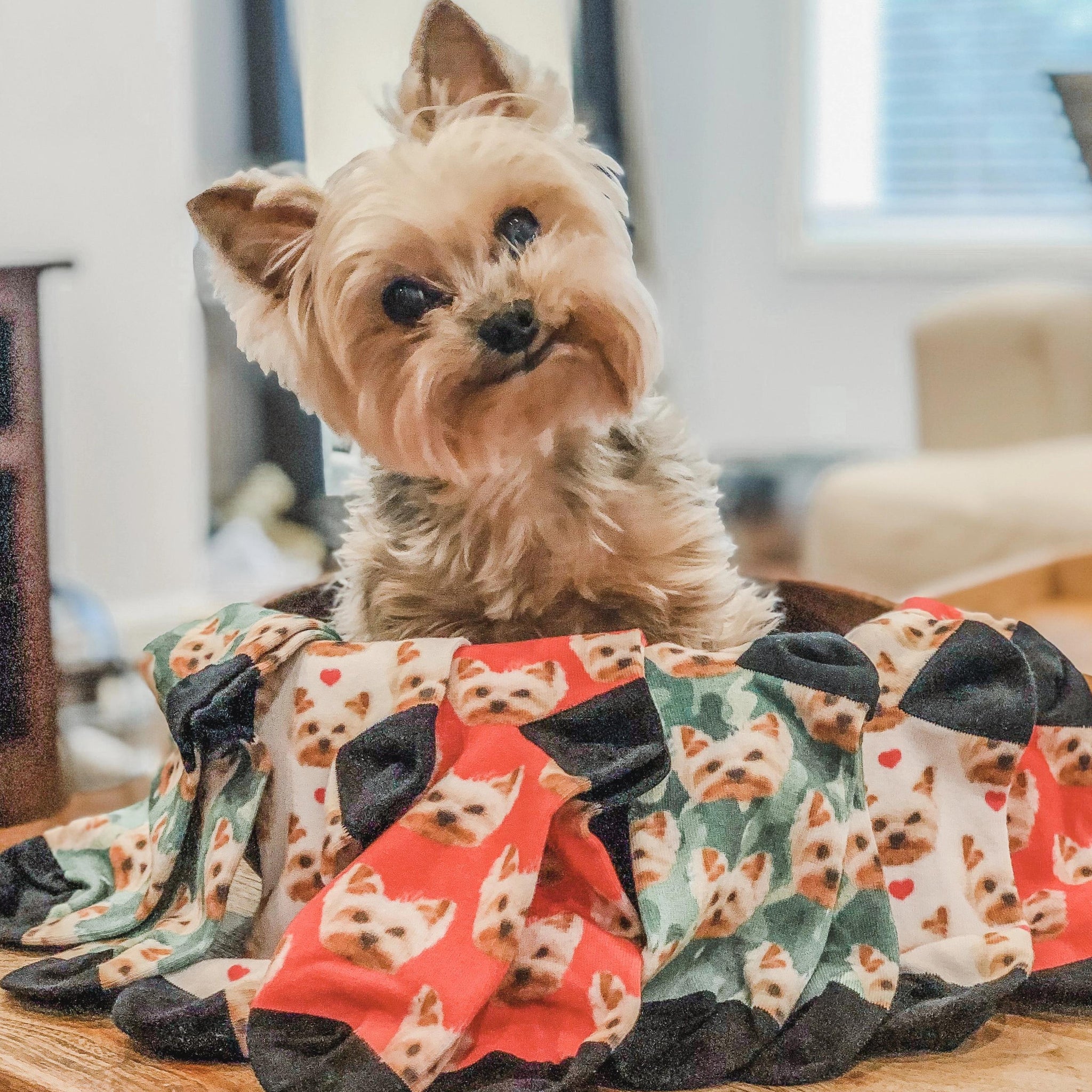 Havanese Day Funny Custom Photo Dog Blanket – Squishy Cheeks